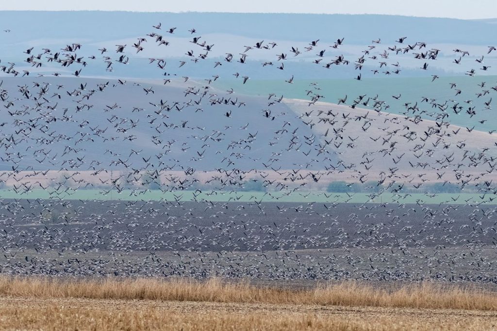 зимуващите водолюбиви птици
