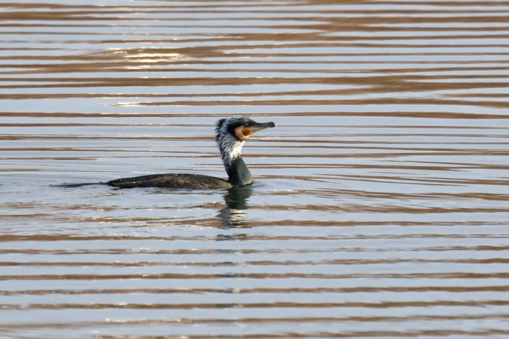 преброяване водолюбиви птици