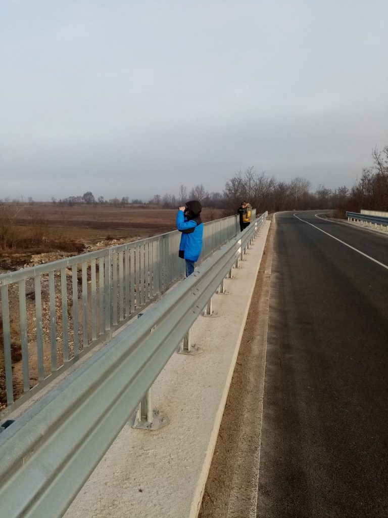 водолюбивите птици