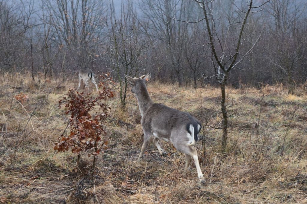лопатара проект
