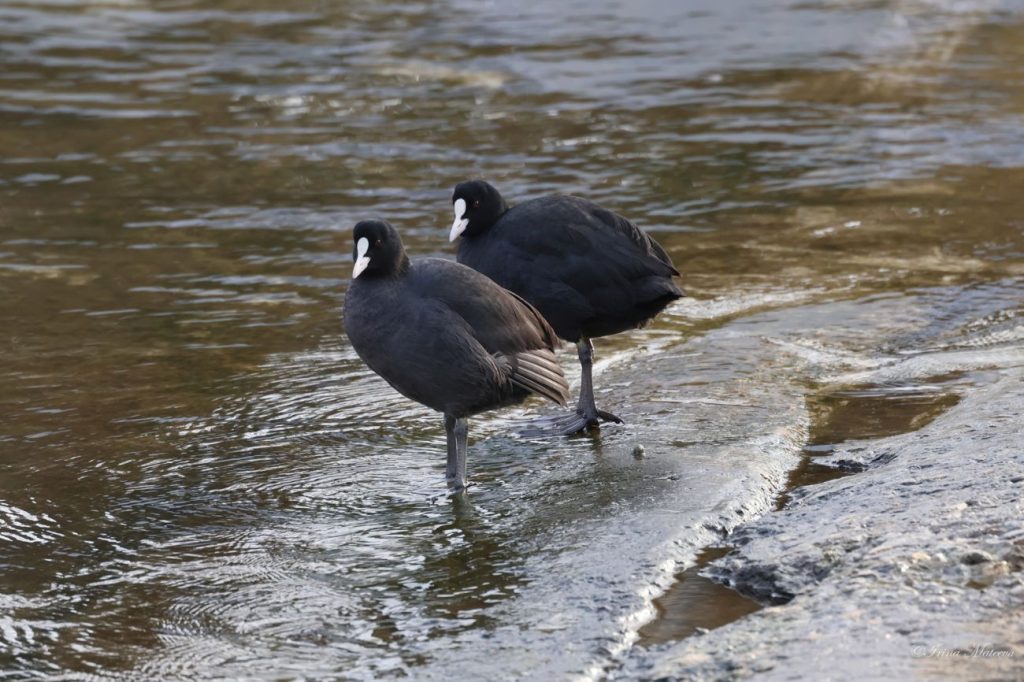 преброяване водолюбиви птици