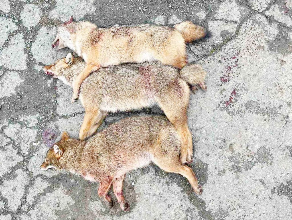 айтос чакали