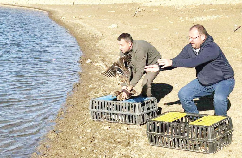 патици ловеч