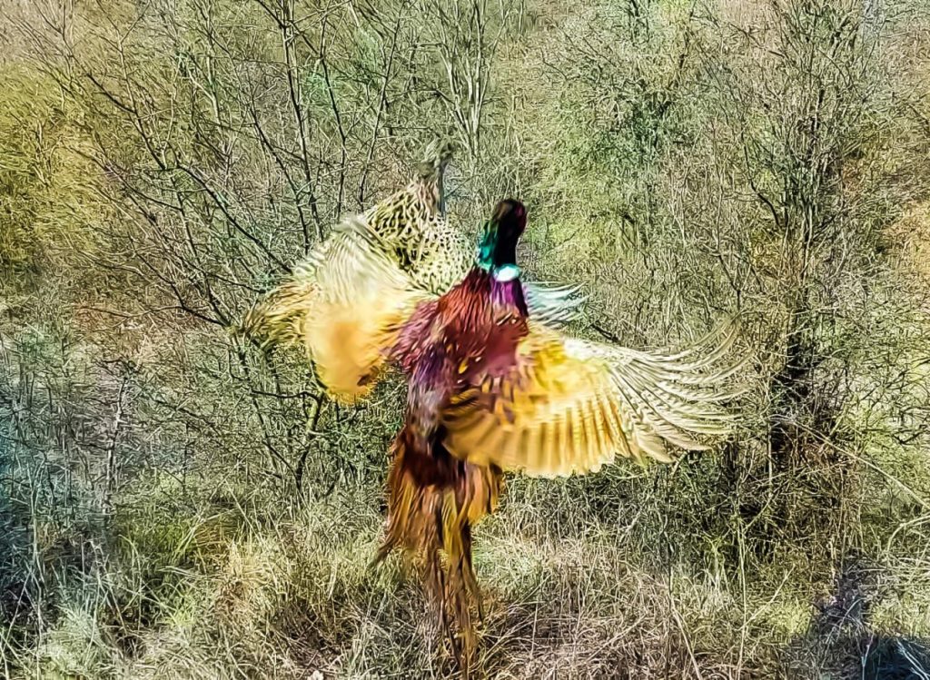 омуртаг разселване