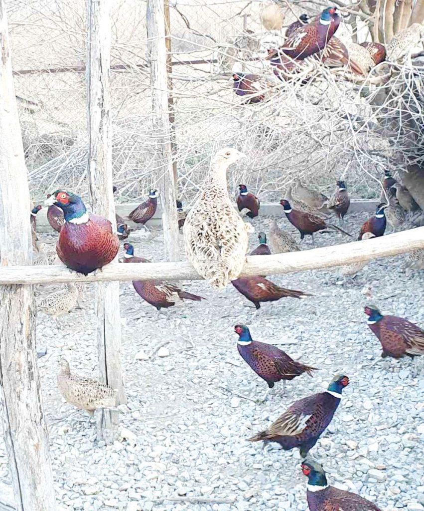 разселване велики преслав