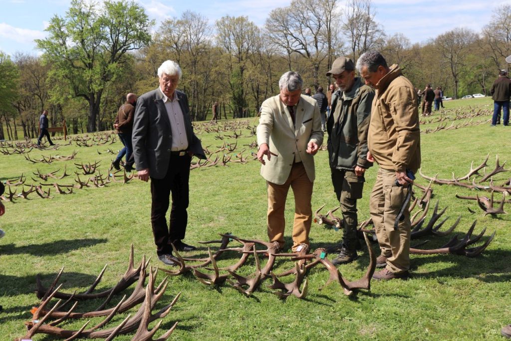 благородният елен