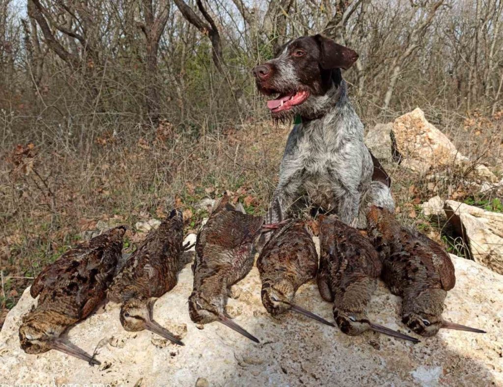 каварна грижи