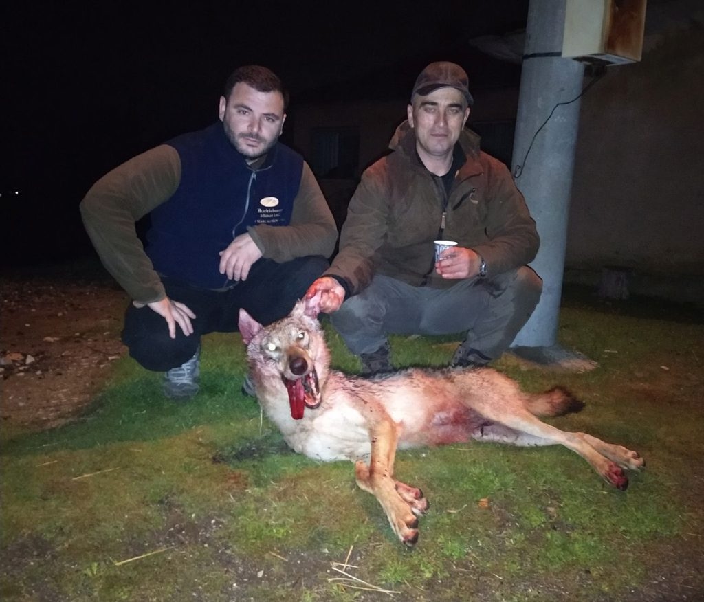 вълци велешани