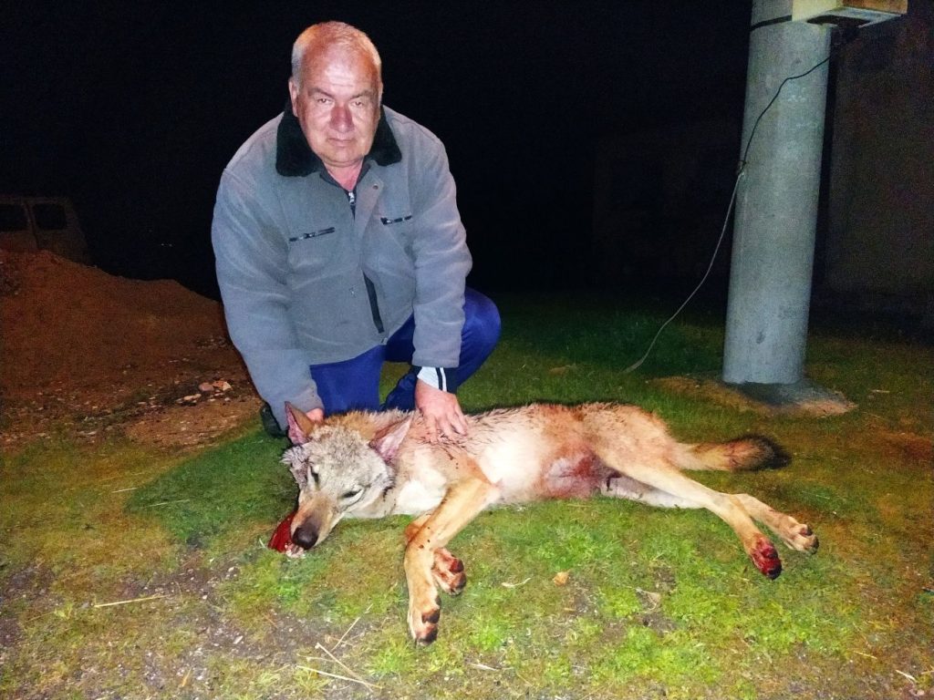 вълци велешани