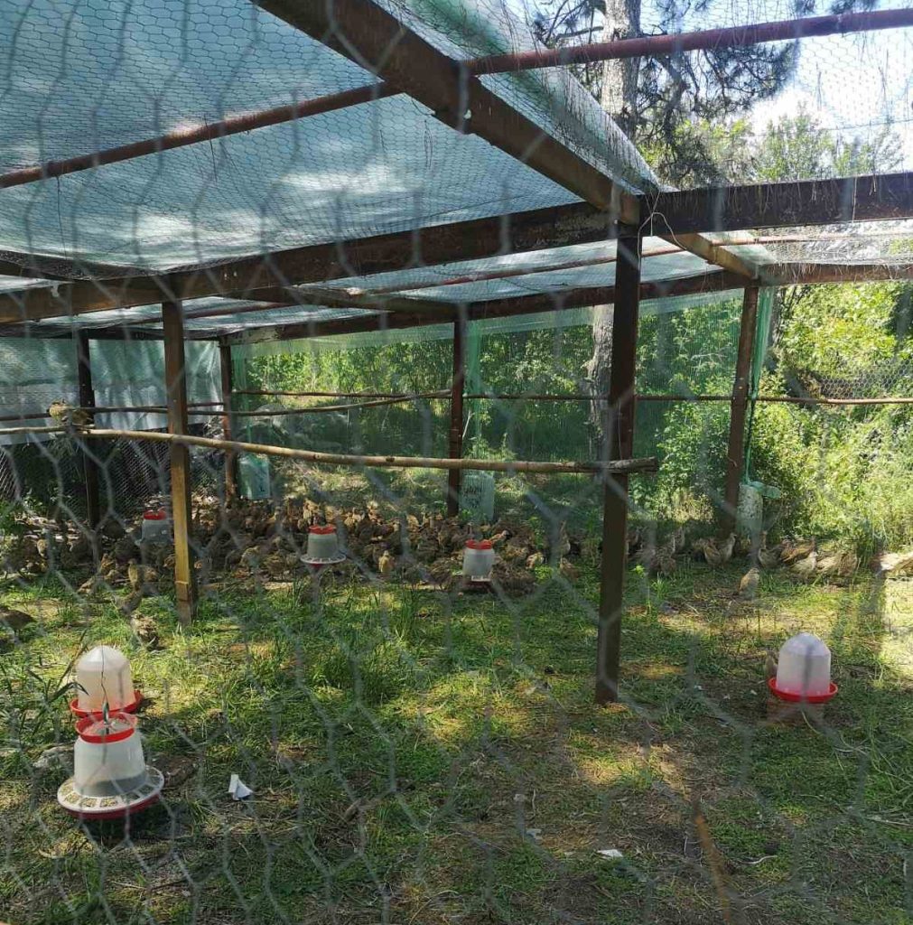 фазани крушари