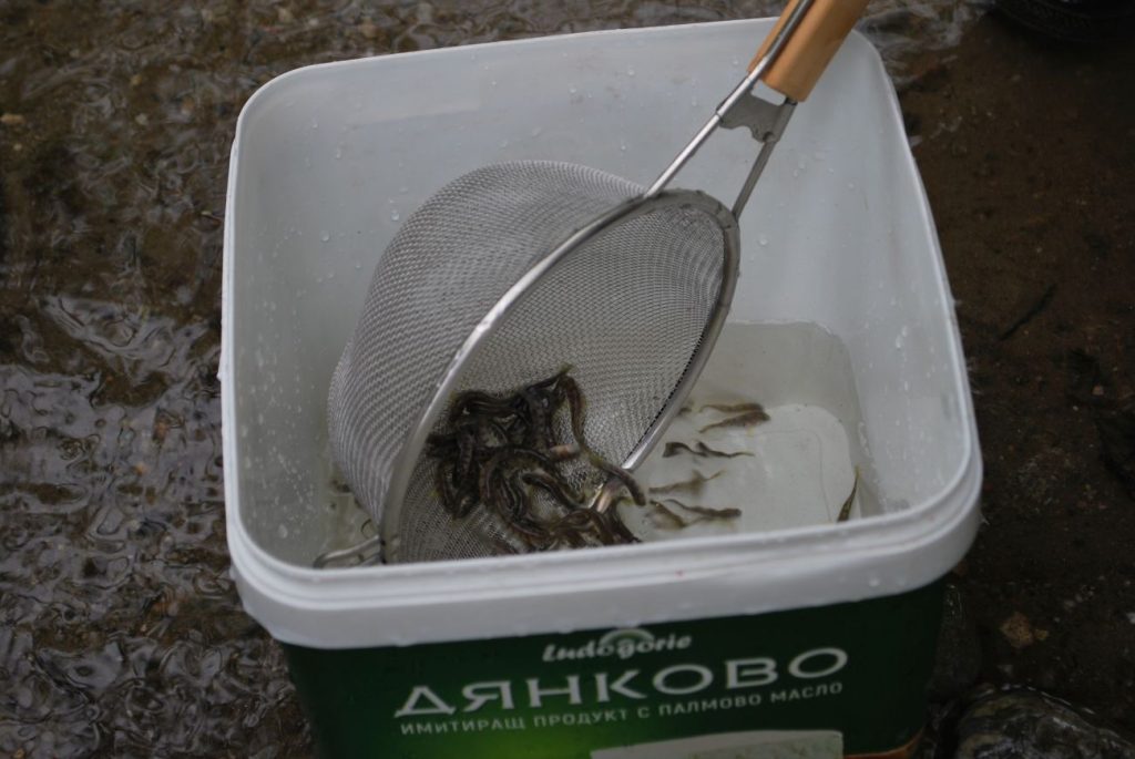 слрб зарибяване