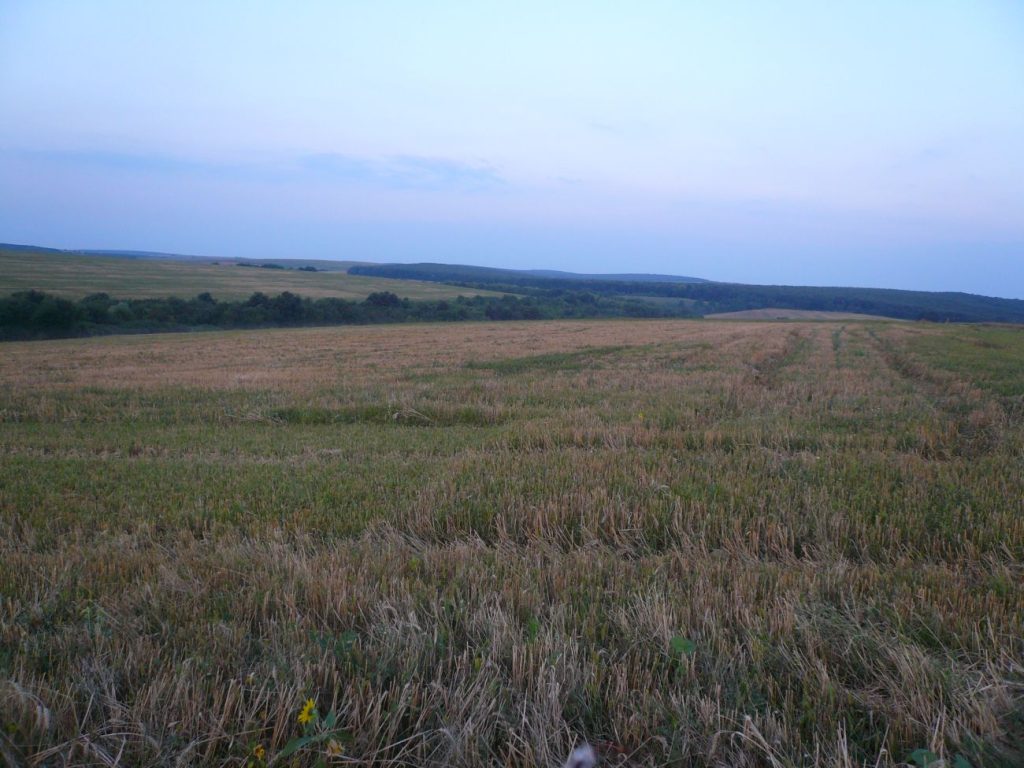 попово гургулици