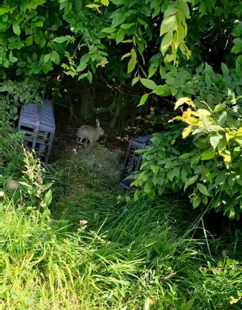 софия-юг диви заека