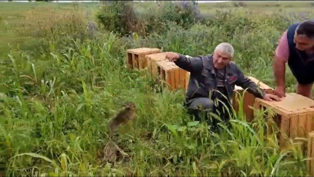 зайци ново село