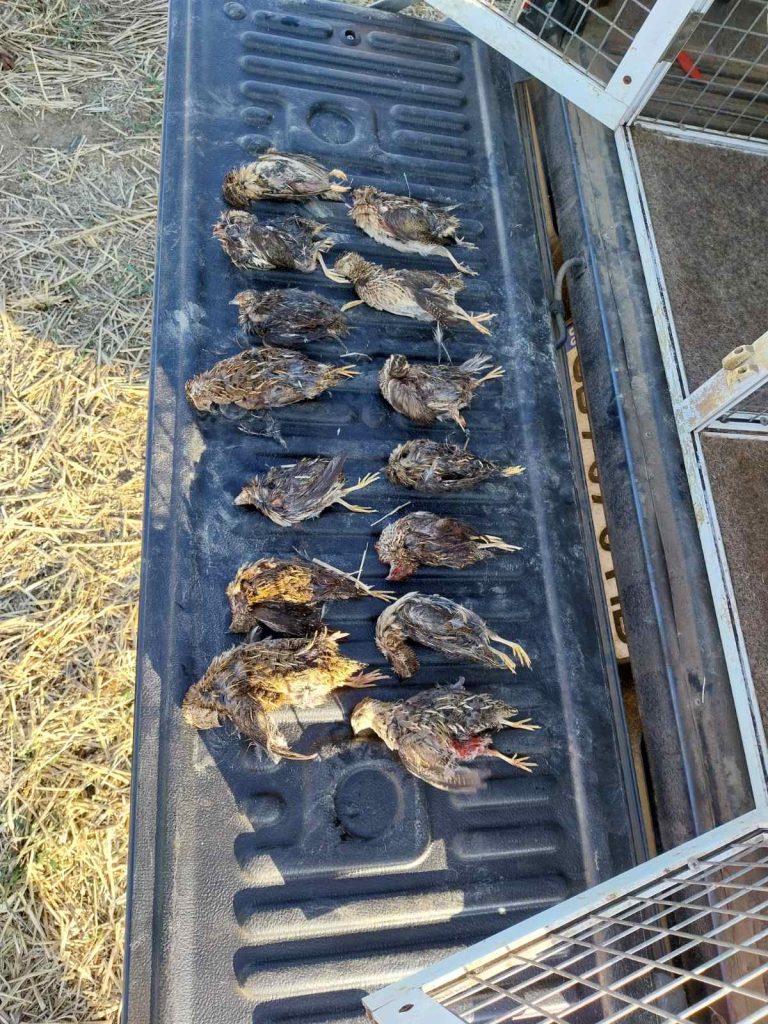 драгана лов