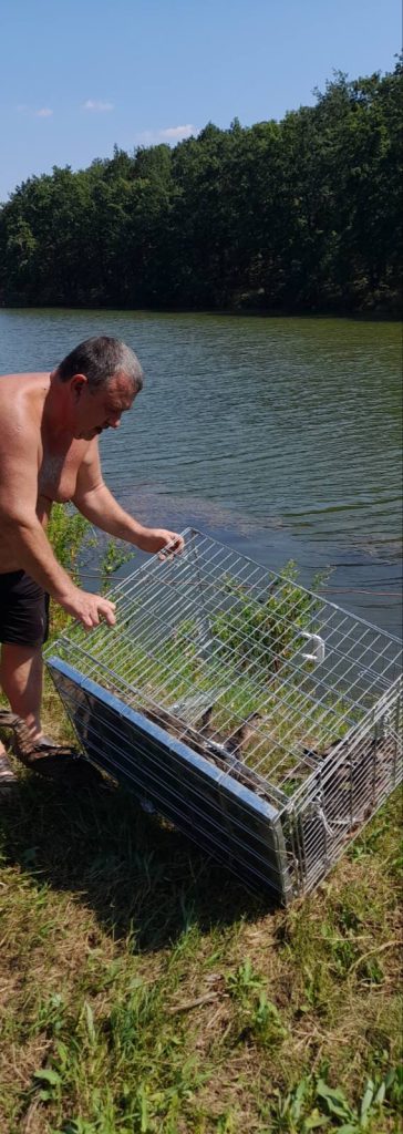 патици дряново