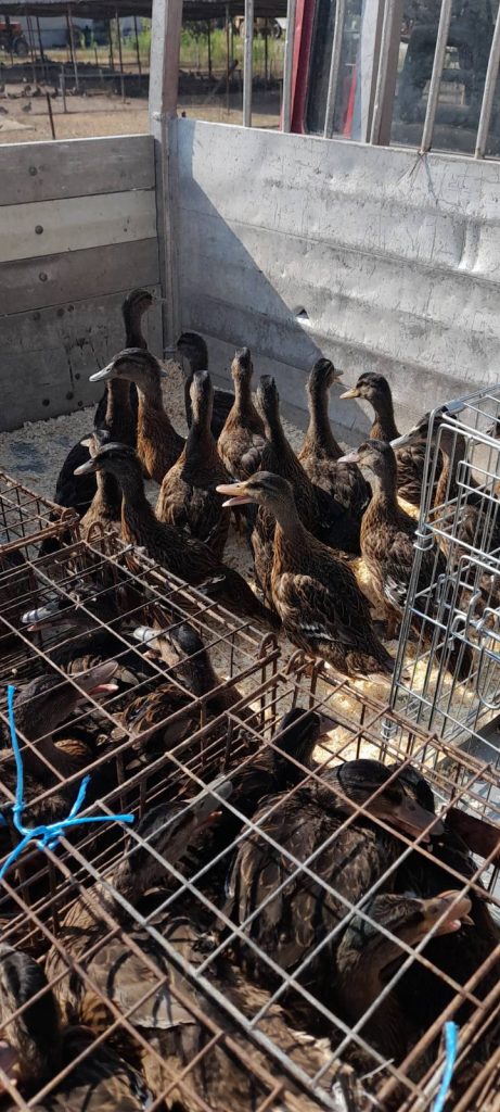 патици дряново