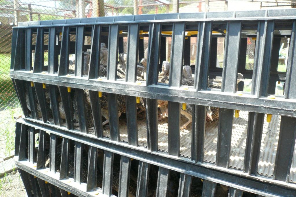 разселване попово