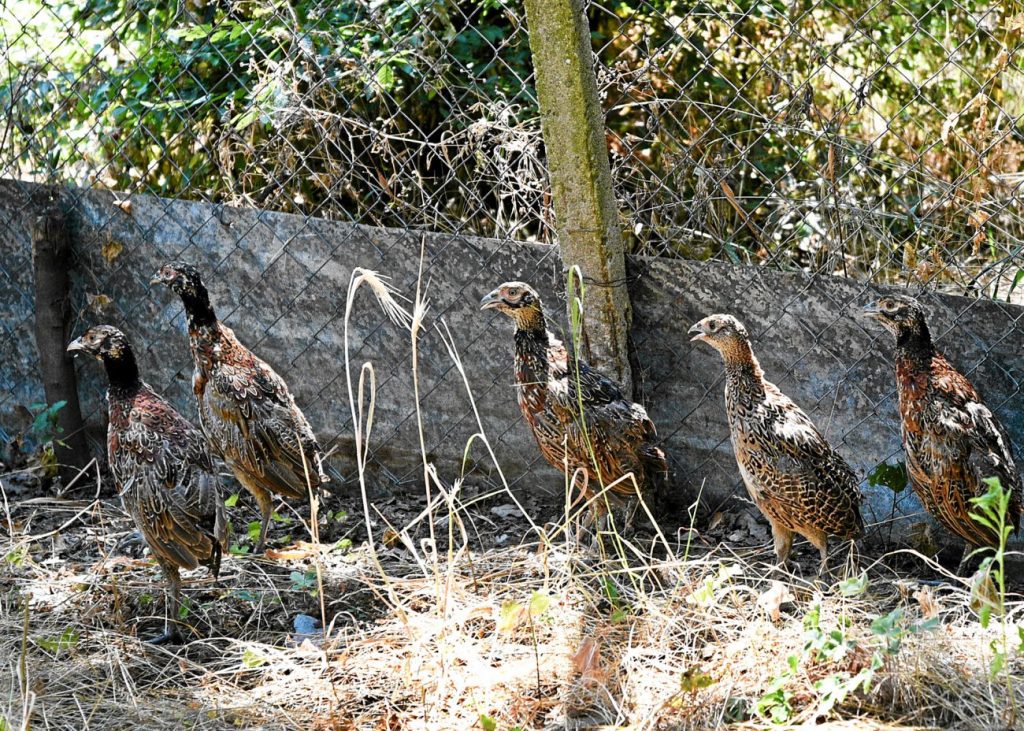 хасково разселване