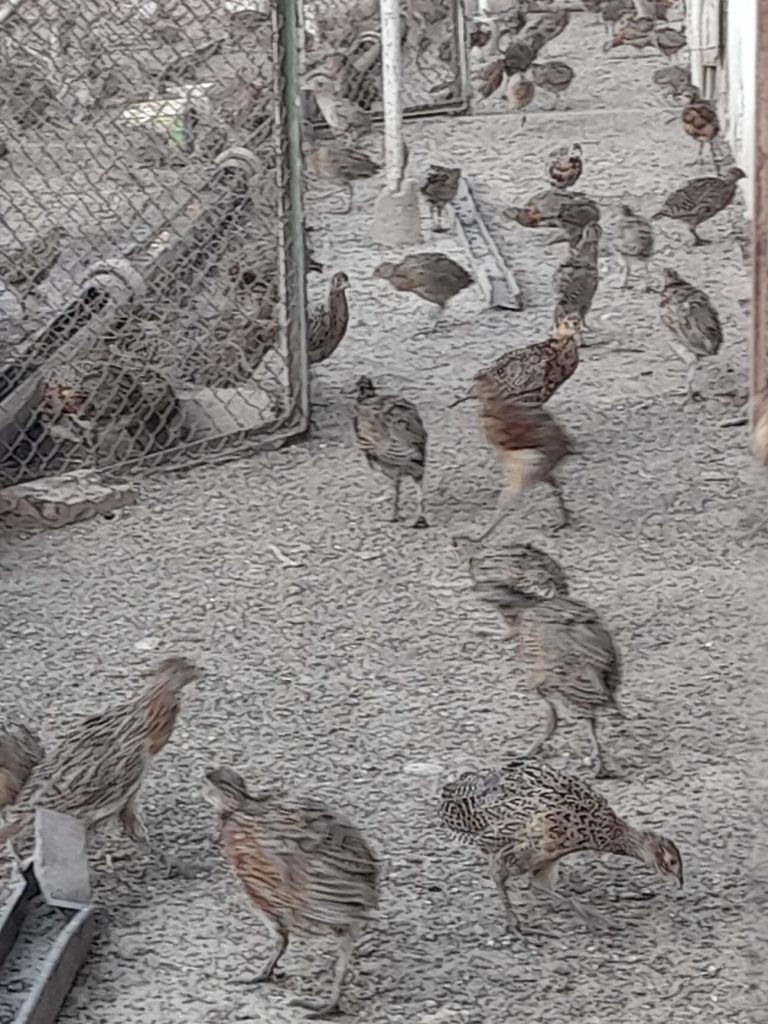 стара загора разселване