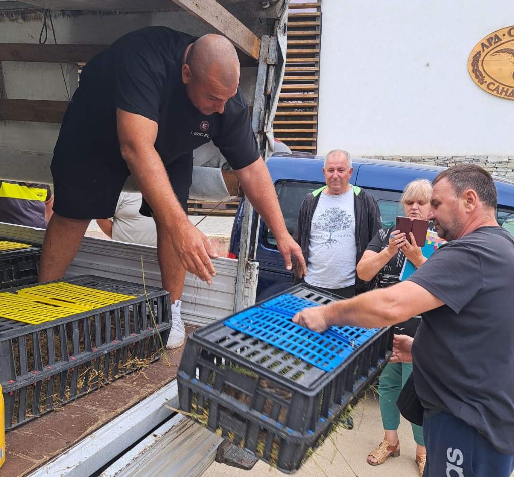 диви зайци пиринско