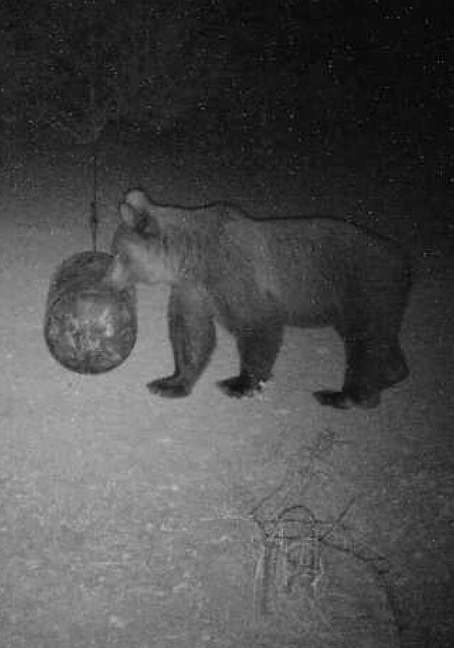 асеновград мечки