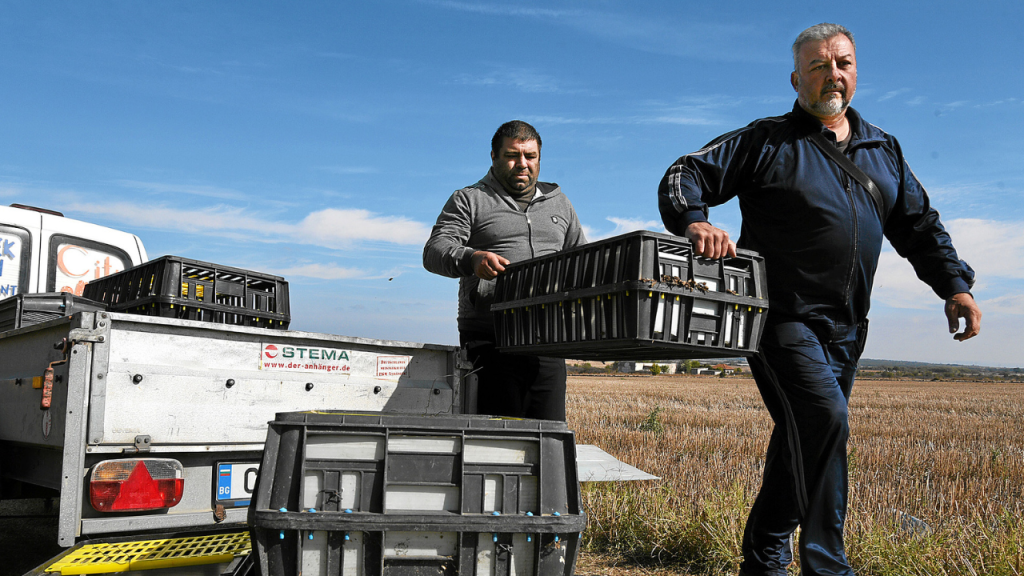 узунджово зайци