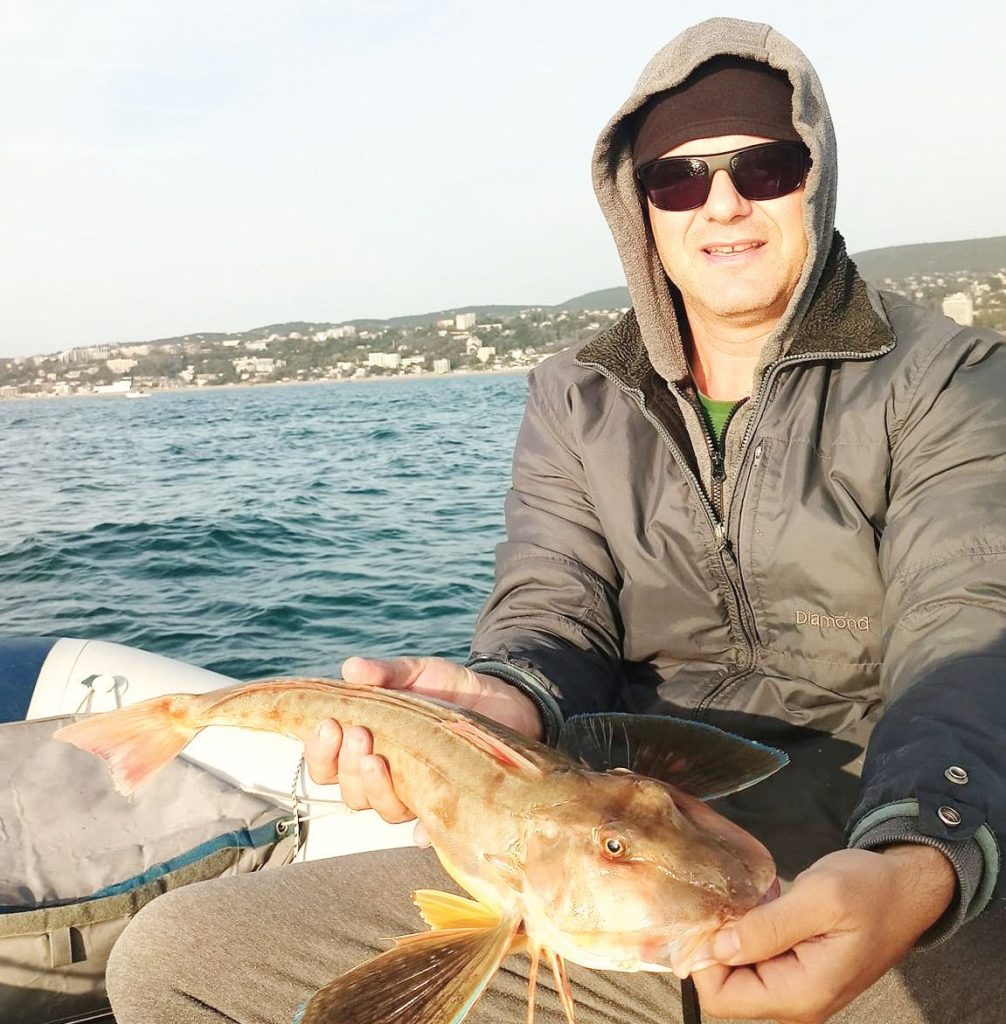 варна морка лястовица