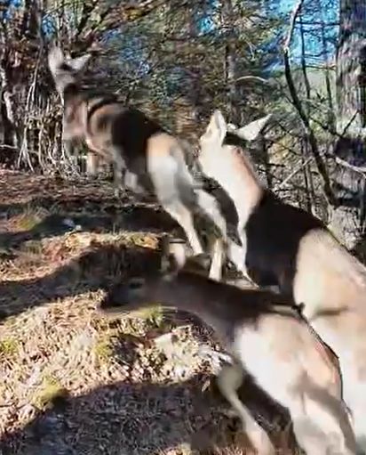 бели брези лопатари