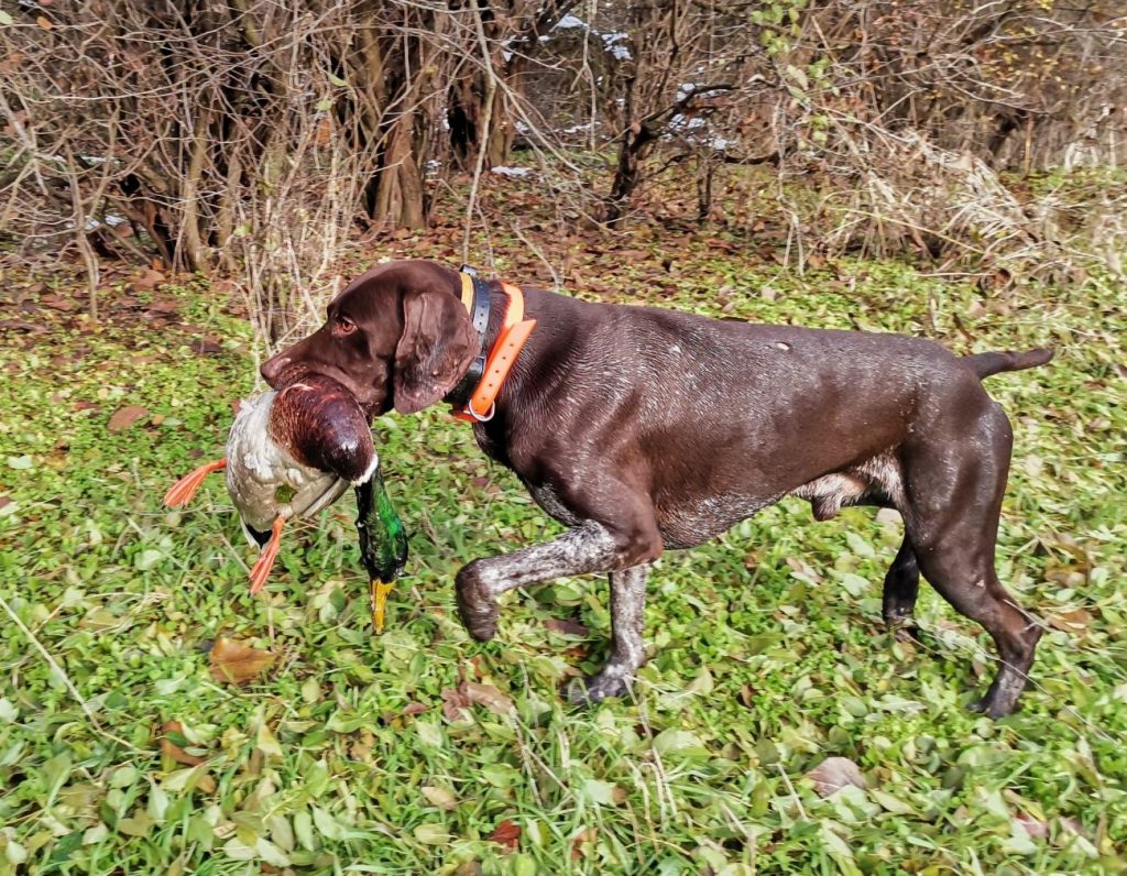 бяла патици лов