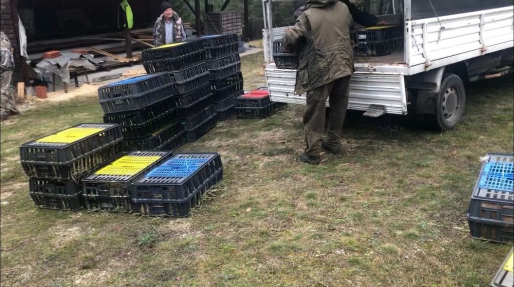 разлог зайци