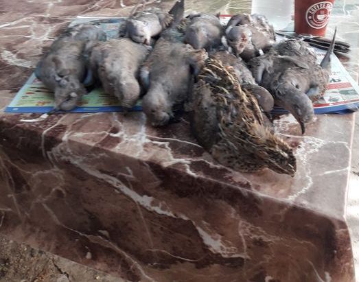 бяла слатина лов