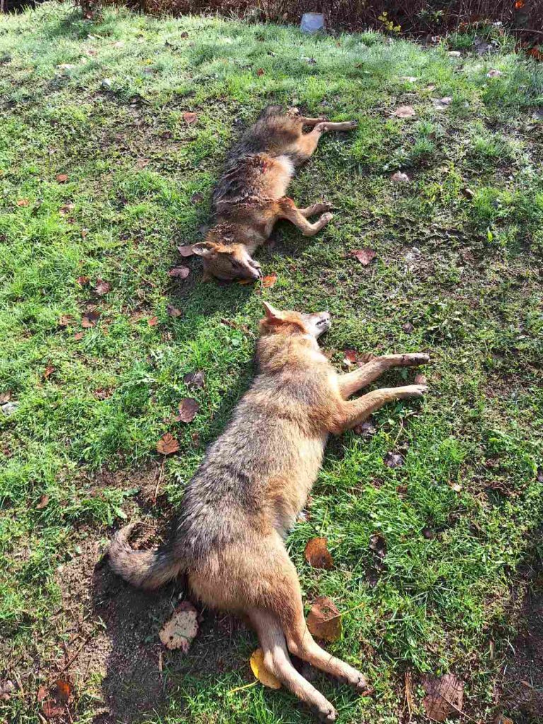 югозапада хищници