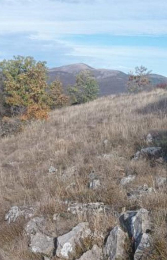 мечка калище