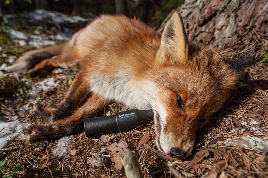 примамки предатор