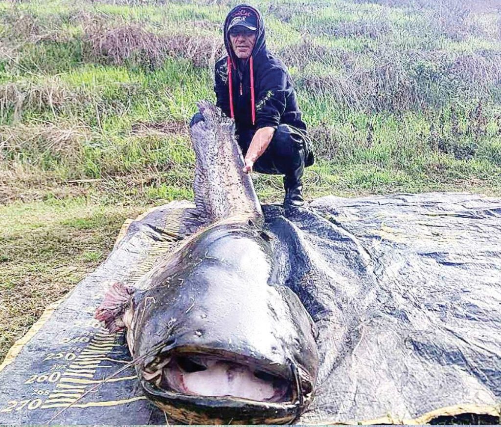 сомове софия