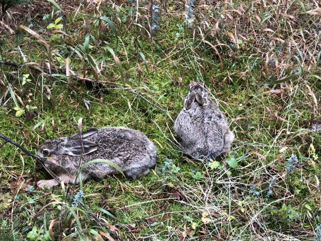 разлог зайци