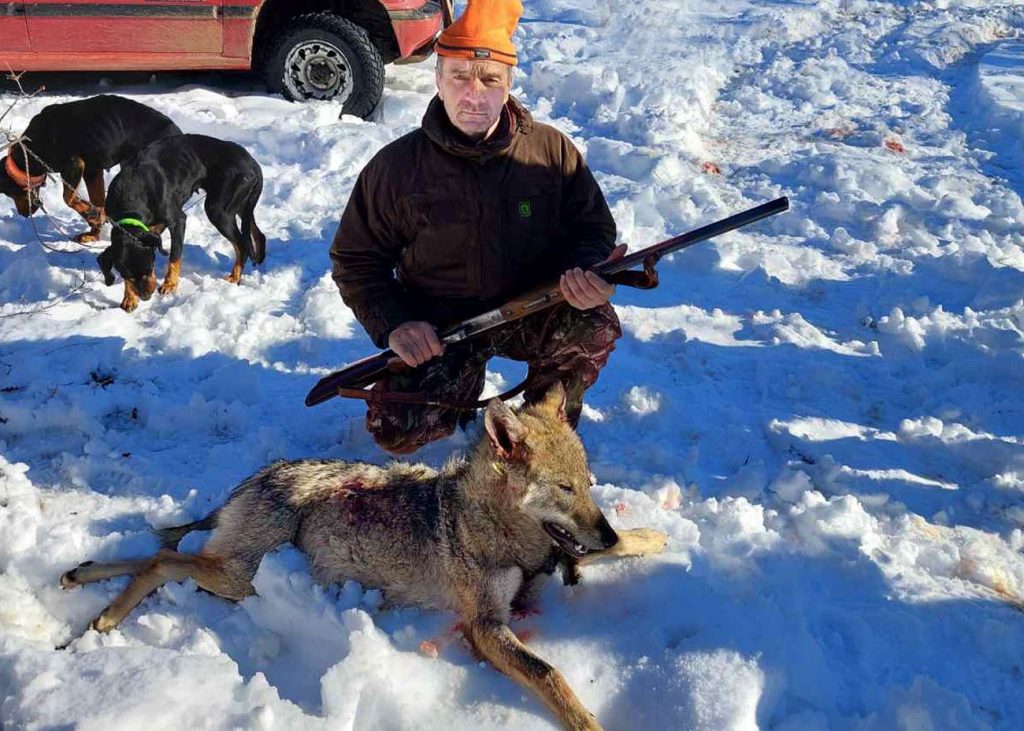 елена вълчица