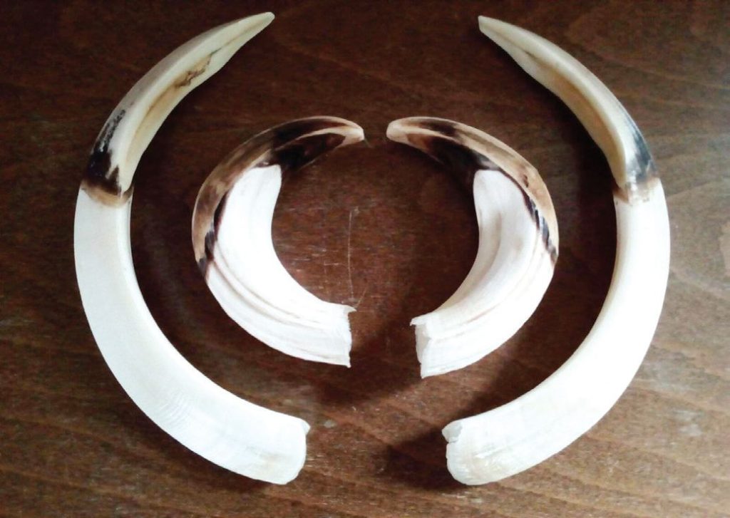 деветаки лов