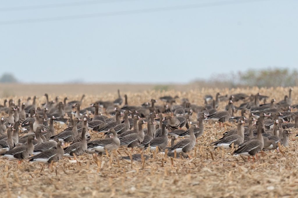 преброяване водолюбиви птици