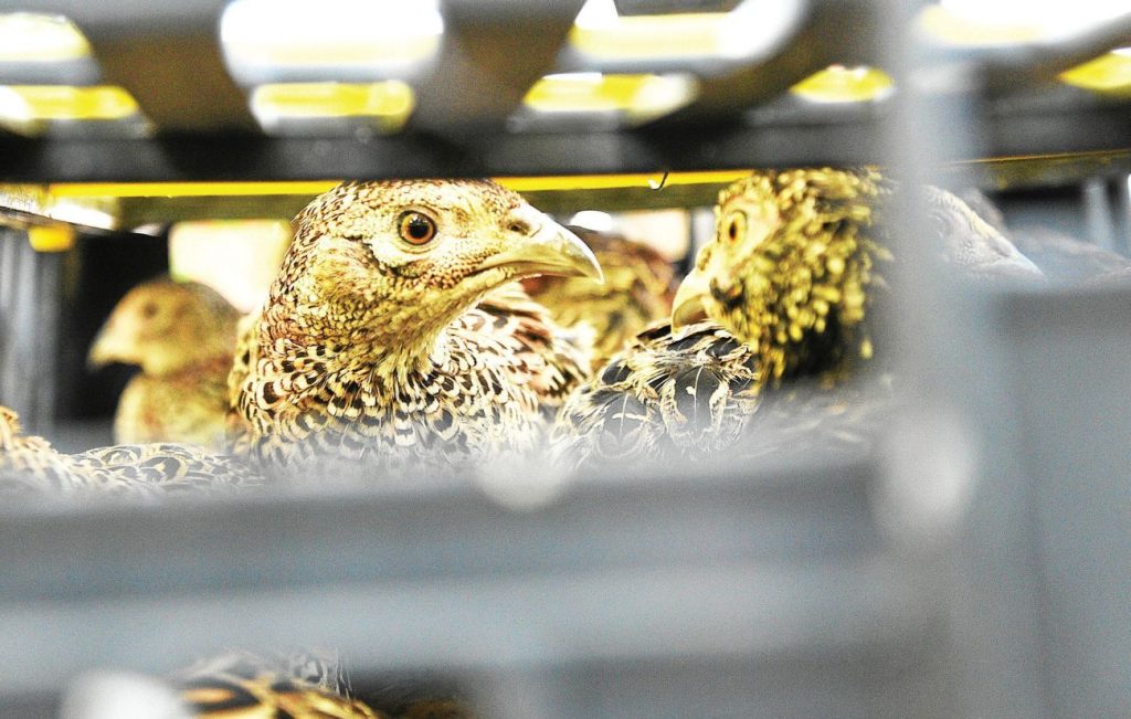 хасково разселване фазани