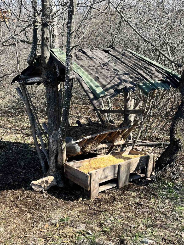 понор дружина