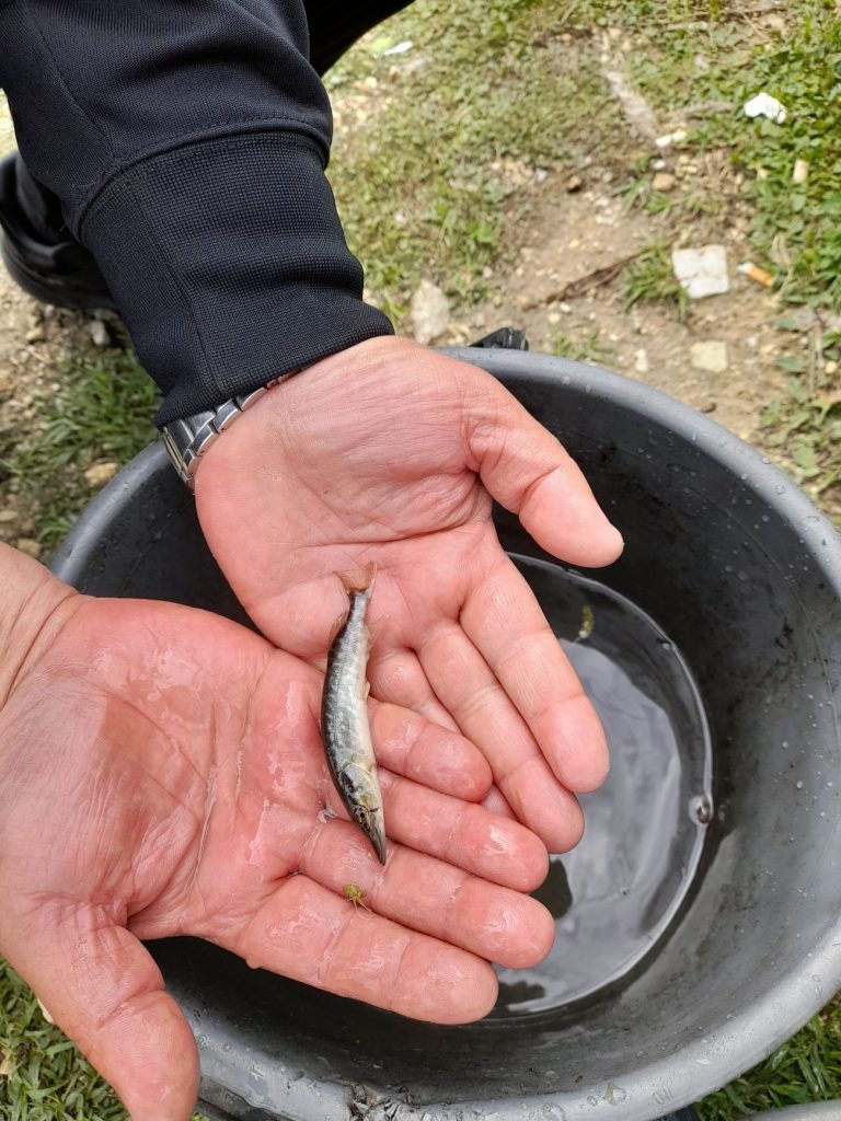 пазарджишко щуката