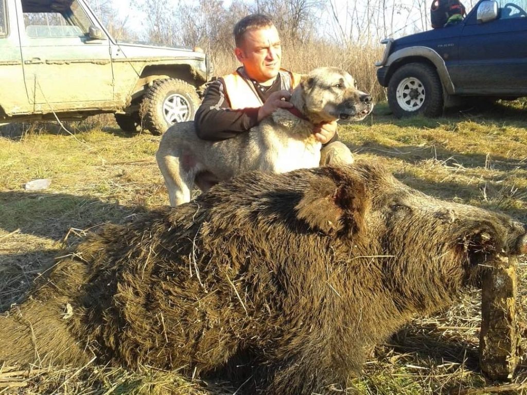 силистра лов