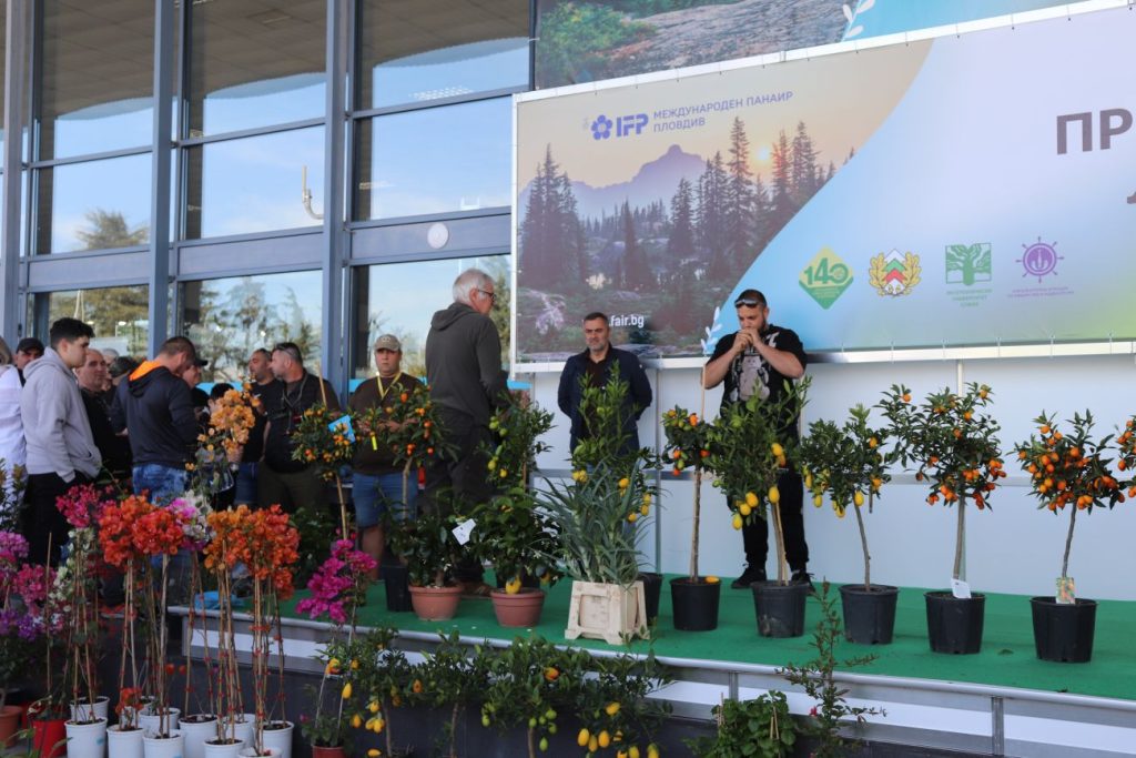 турнир свирки