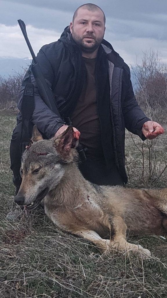 вълк Слави Каймакански