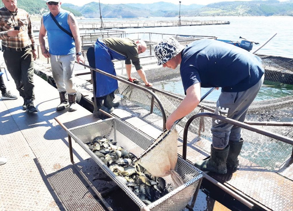 зарибяване кърджали