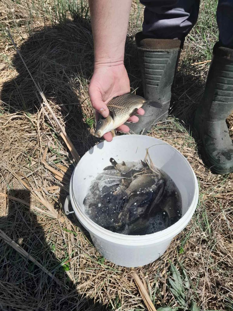 зарибяване тръстов дол