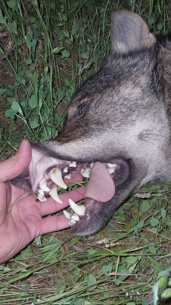 вълци Ерай Ахмед