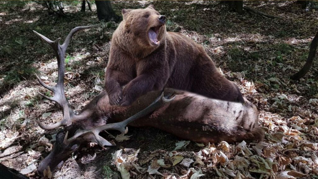 мечка човек